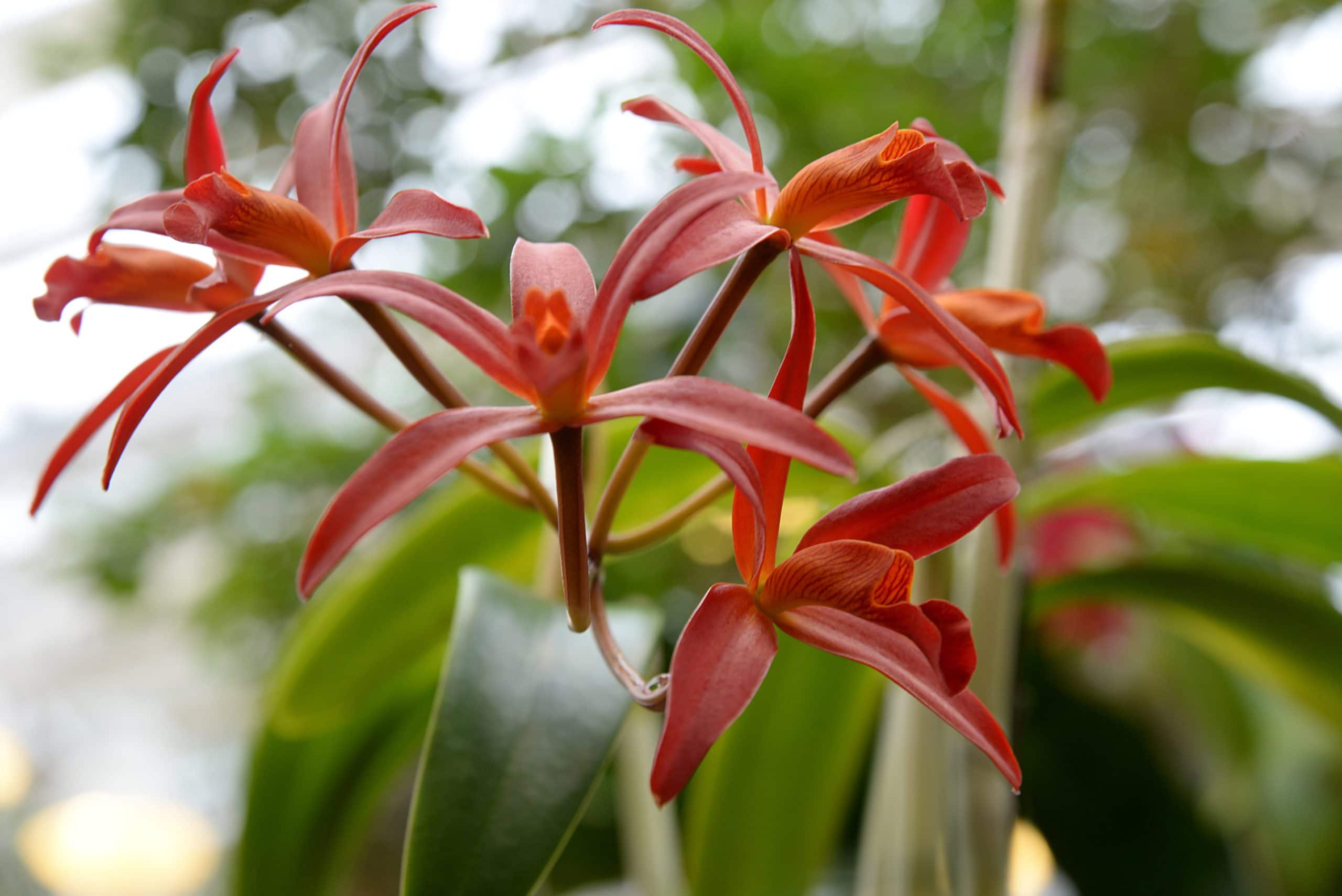 10 Tipos de Orquídeas do Mato - Jardim Verdinho